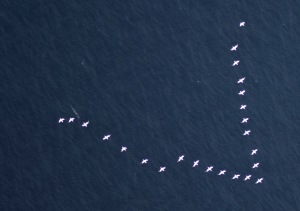 Aerial image of a gannet flock. The birds are identifiable as gannets by their large size, white body and black wing tips.  © HiDef Aerial Surveying Ltd