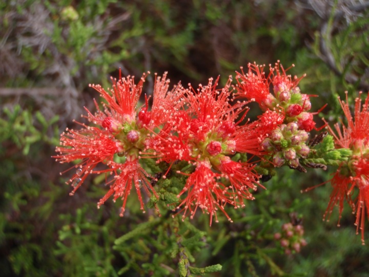 Flowers of the fire-sensitive shrub Petraeomyrtus punicea, endemic to the Arnhem Plateau. (Photo: Clay Trauernicht)