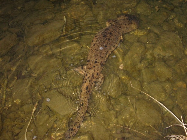 A Japanese giant salamander