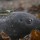 Seals avoid tidal turbine sounds