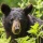 Bears on the move: effects of human development and climate change on hibernation in a large carnivore