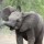 How are these elephants doing 35 years after being reintroduced as under-5s? The Hluhluwe-iMfolozi Park story