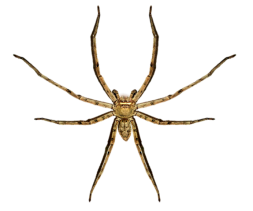 spider-body-coloration-plays-an-important-role-in-foraging-and-predator