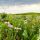 Twenty years of tallgrass prairie restoration in northern Illinois, USA