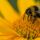 Bees go up, flowers go down: When are flowers needed most in agricultural areas?
